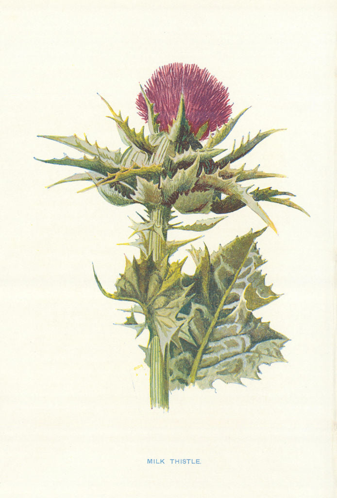 Milk Thistle. Wild Flowers by Frederick Edward Hulme c1895 old antique print